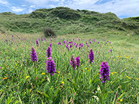 Dactylorhiza praetermissa